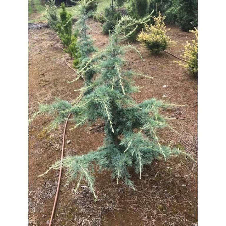 Cedrus Deodara 'karl Fuchs' - View 29 from www redcrocus com
