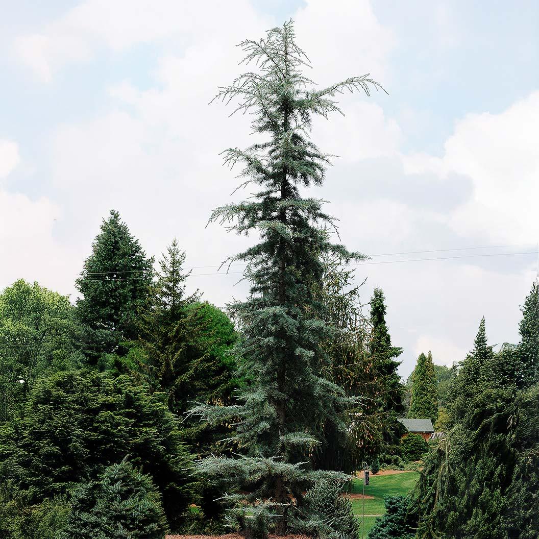 Cedrus Deodara 'karl Fuchs' - View 30 from www redcrocus com