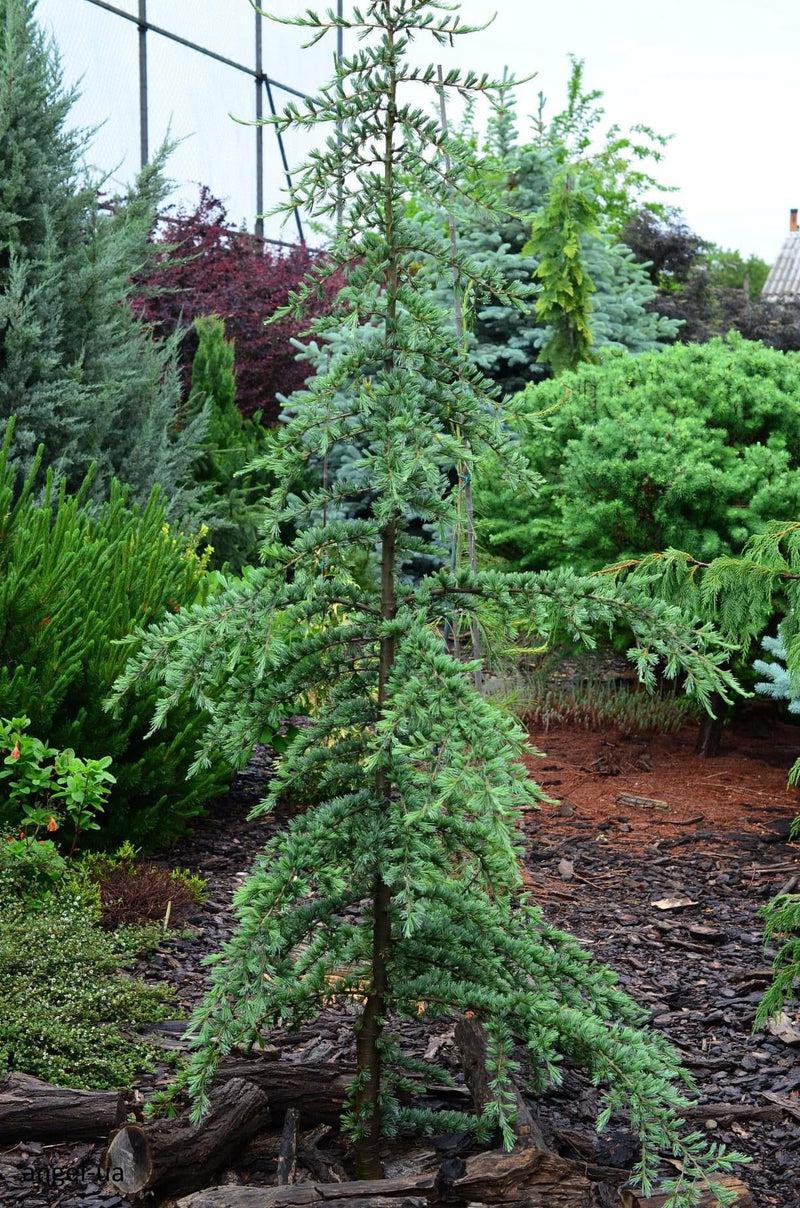 Cedrus Deodara 'karl Fuchs' - View 31 from www redcrocus com