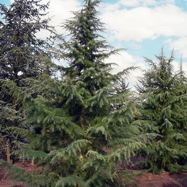 Cedrus Deodara 'karl Fuchs' - View 32 from www redcrocus com