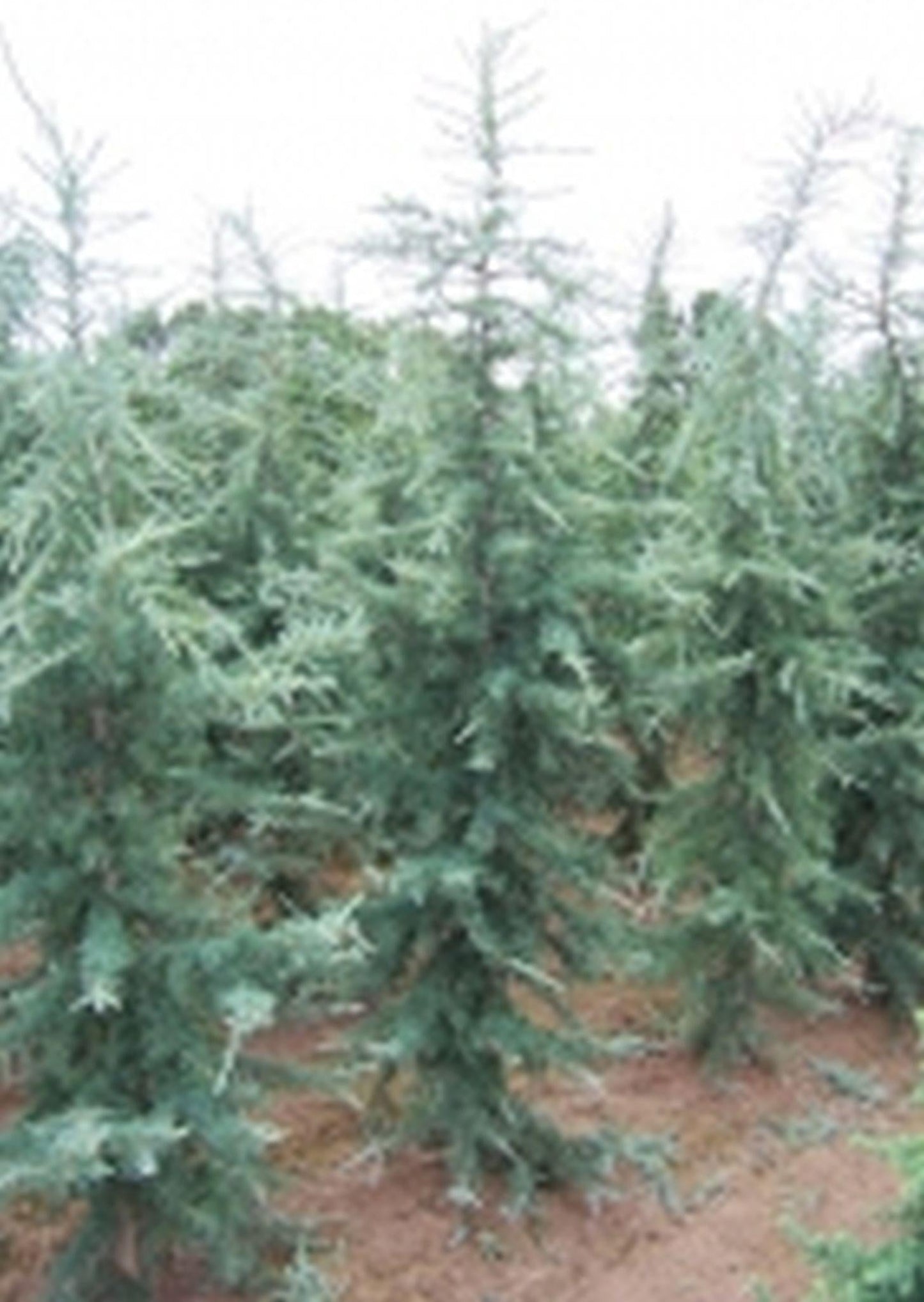 Cedrus Deodara 'karl Fuchs' - View 33 from www redcrocus com
