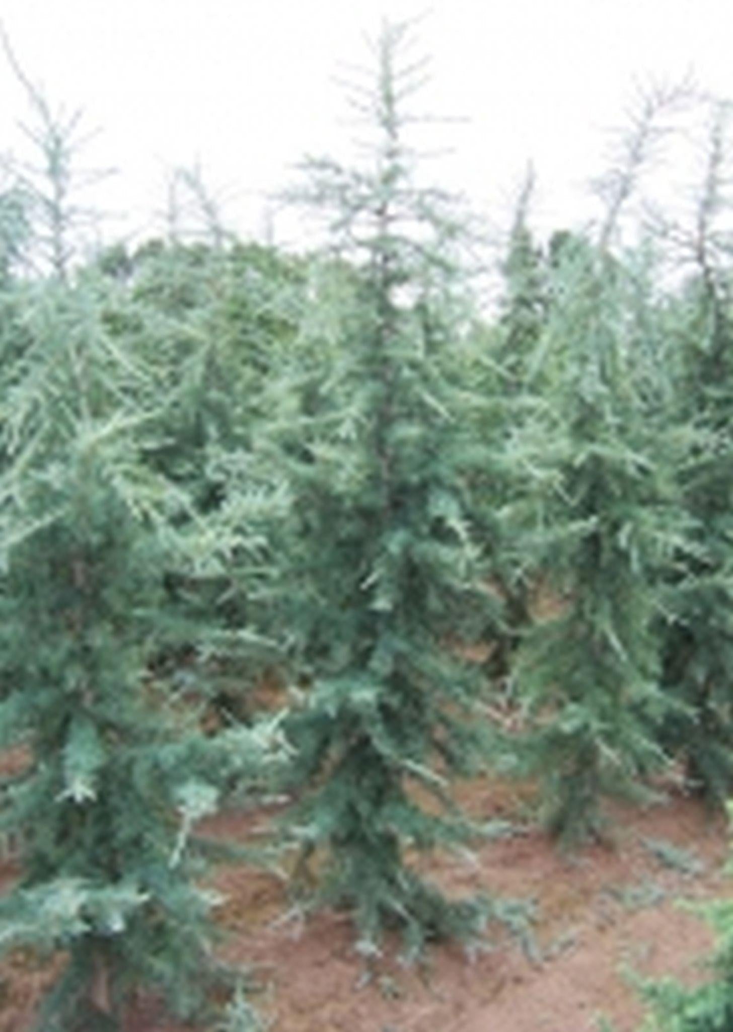 Cedrus Deodara 'karl Fuchs' - View 33 from www redcrocus com