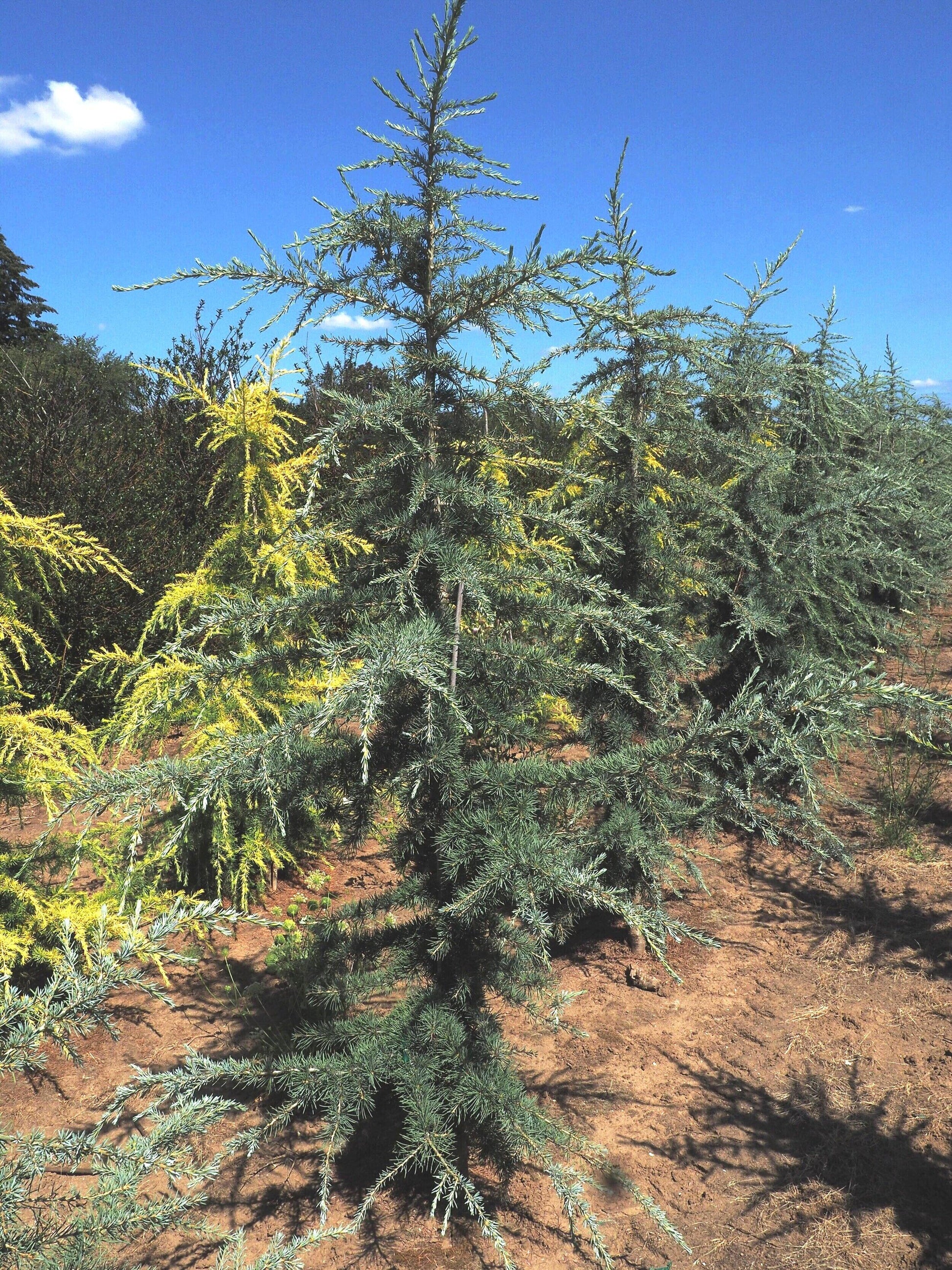 Cedrus Deodara 'karl Fuchs' - View 34 from www redcrocus com