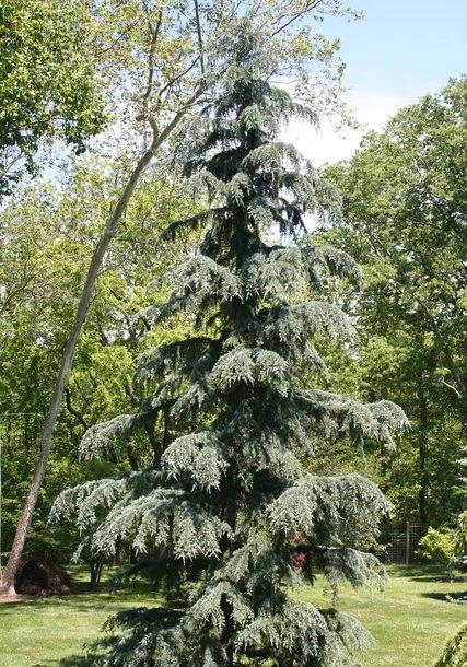 Cedrus Deodara 'karl Fuchs' - View 35 from www redcrocus com