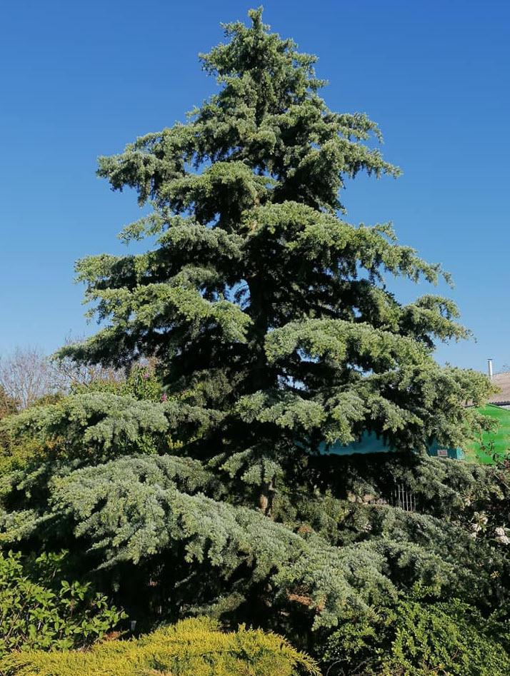 Cedrus Deodara 'karl Fuchs' - View 37 from www redcrocus com