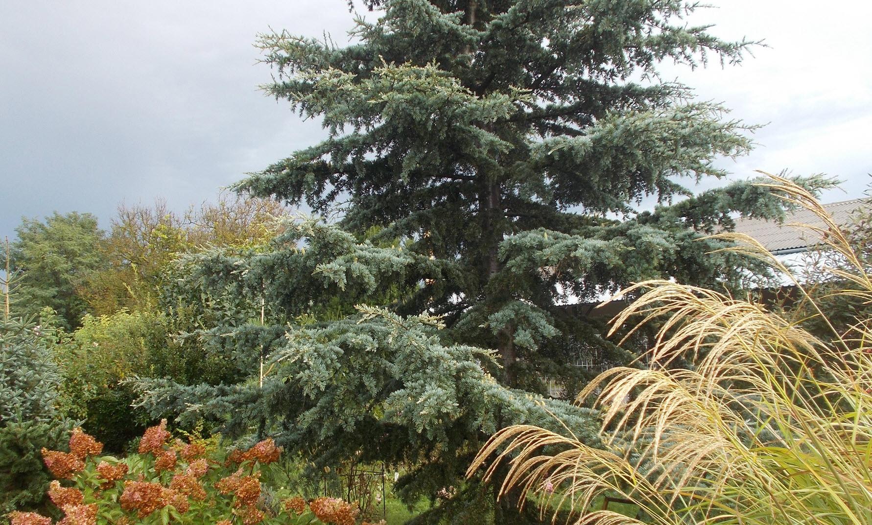 Cedrus Deodara 'karl Fuchs' - View 38 from www redcrocus com