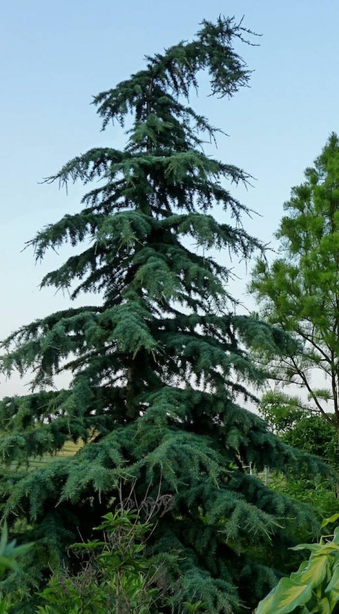 Cedrus Deodara 'karl Fuchs' - View 39 from www redcrocus com