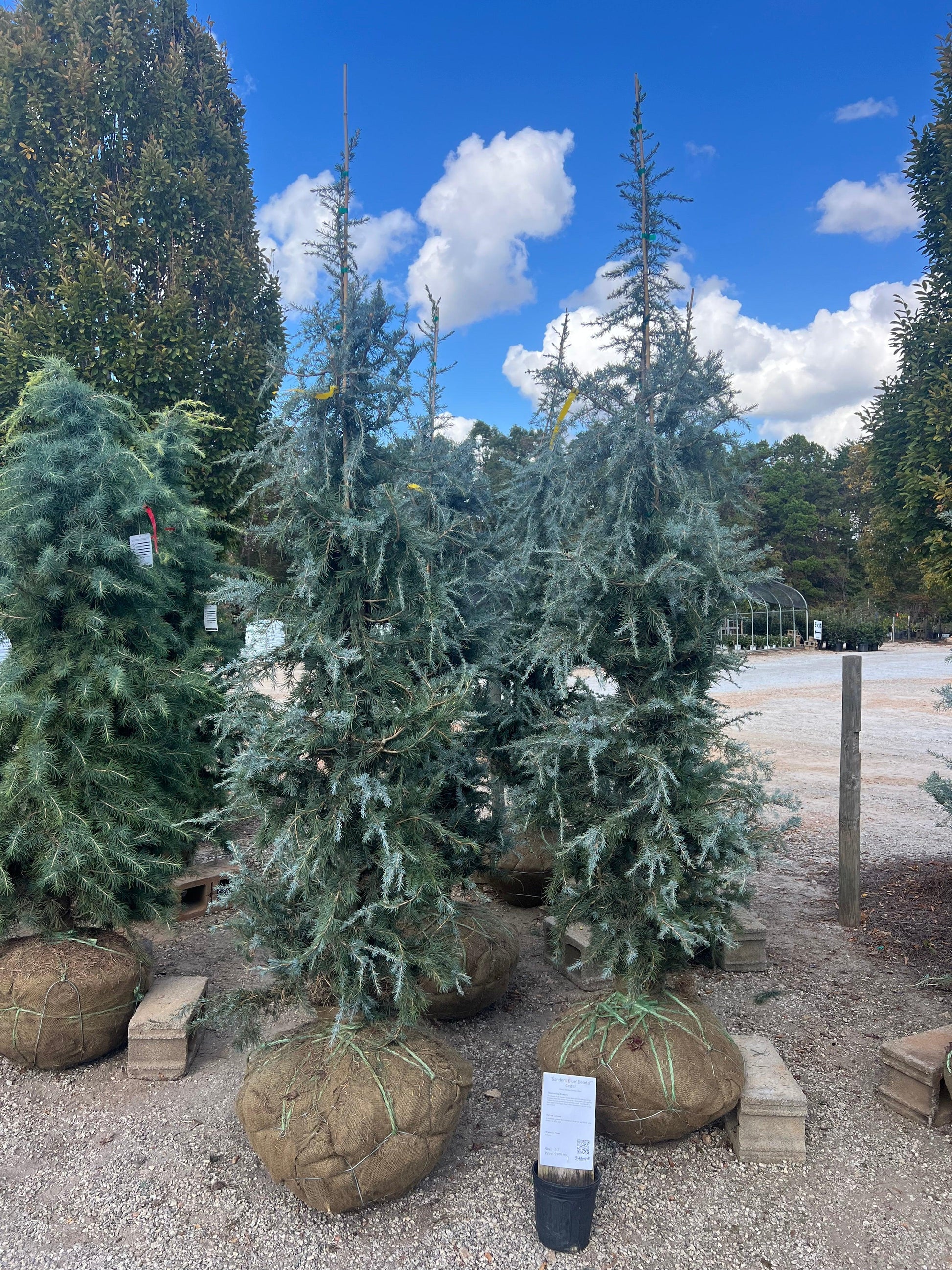 Cedrus Deodara 'karl Fuchs' - View 3 from www redcrocus com