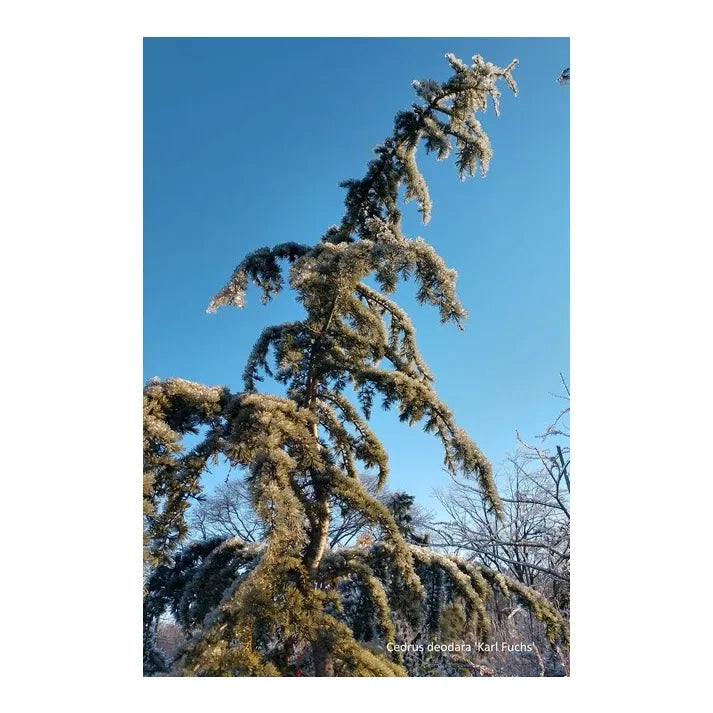 Cedrus Deodara 'karl Fuchs' - View 40 from www redcrocus com