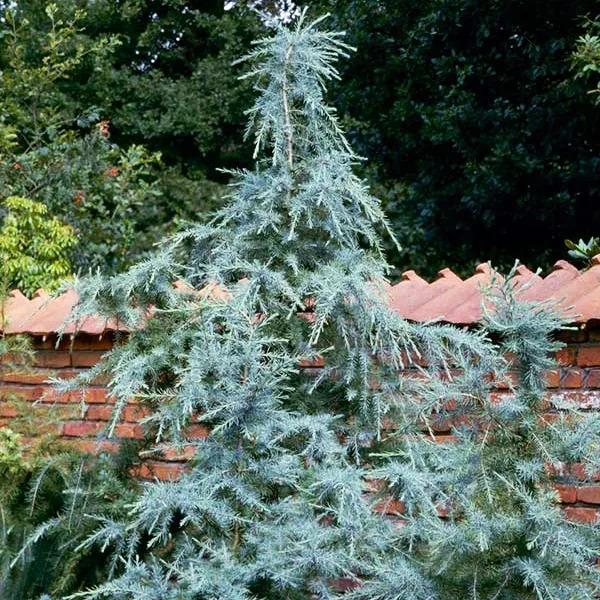 Cedrus Deodara 'karl Fuchs' - View 5 from www redcrocus com