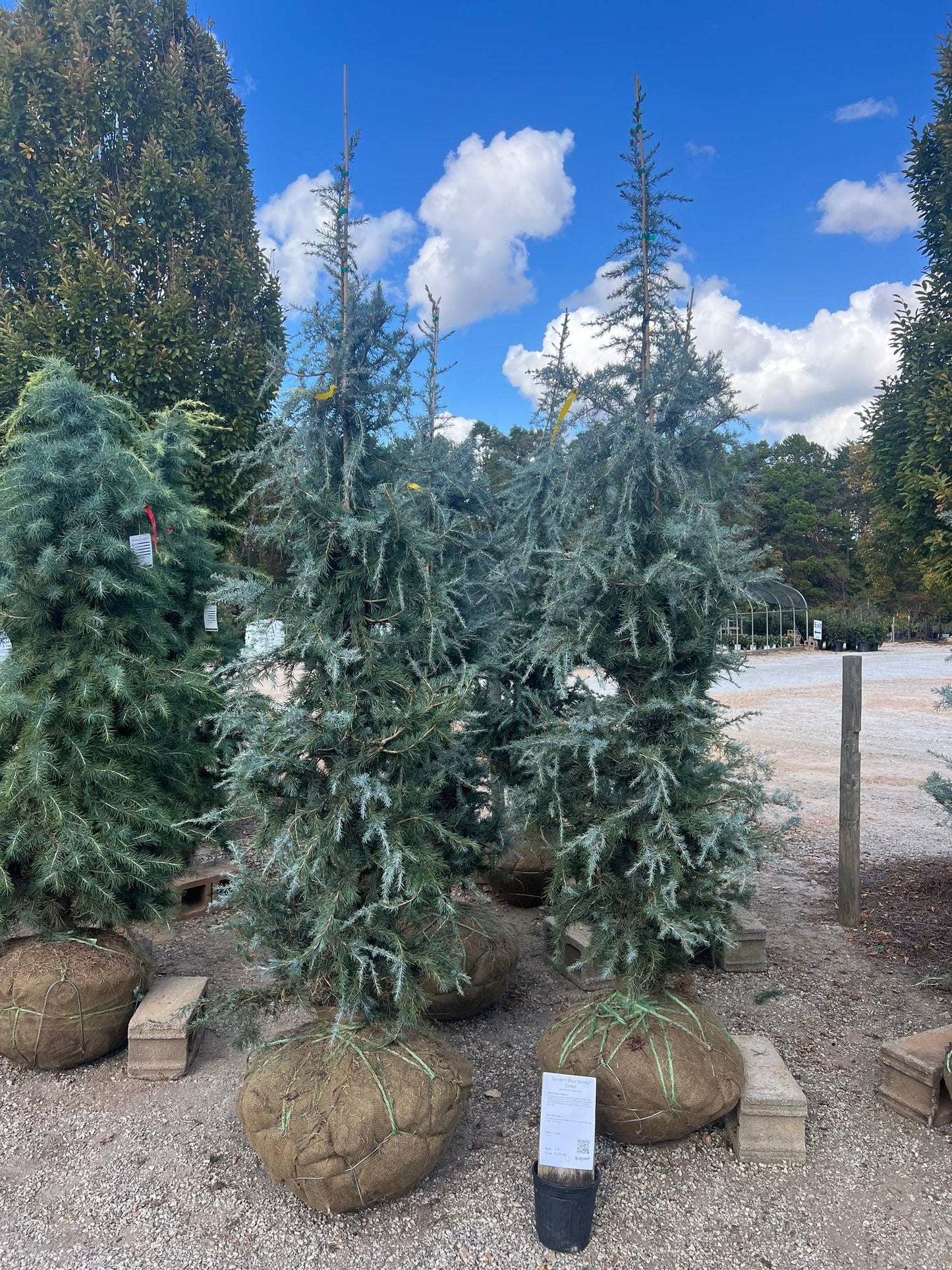 Cedrus Deodara 'karl Fuchs' - View 6 from www redcrocus com