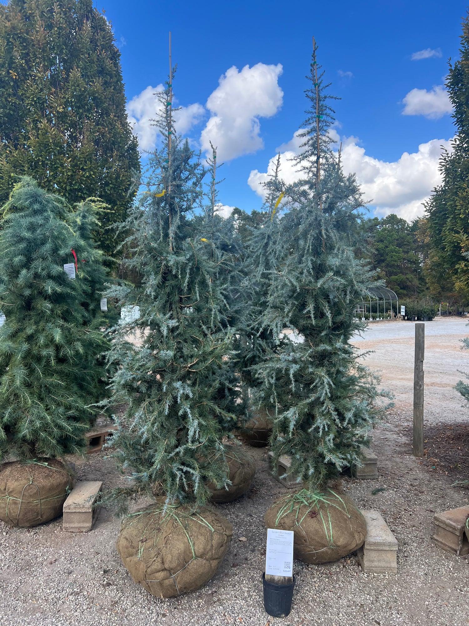 Cedrus Deodara 'karl Fuchs' - View 6 from www redcrocus com