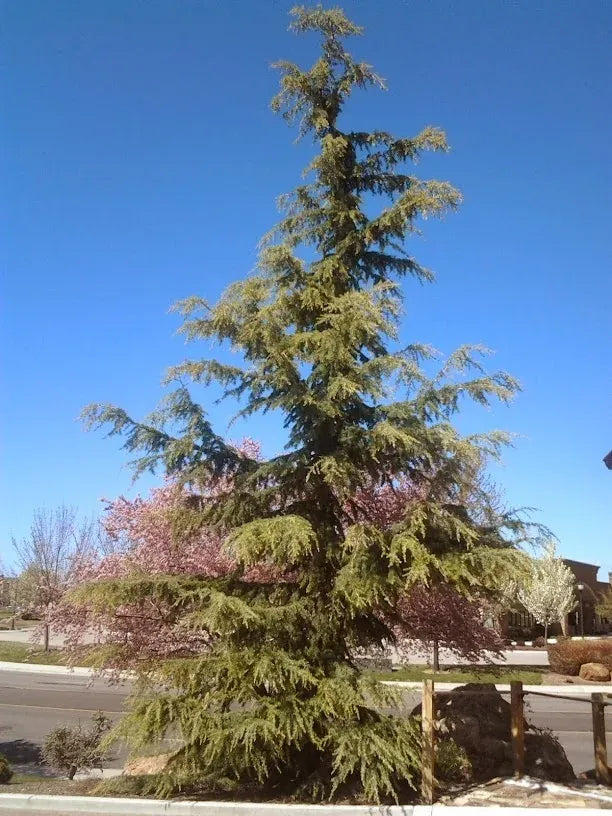 Cedrus Deodara 'karl Fuchs' - View 7 from www redcrocus com