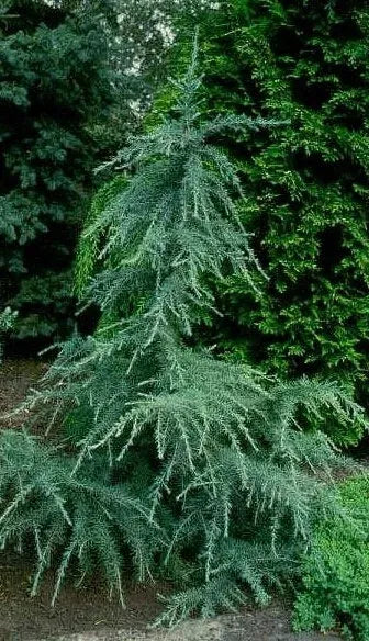 Cedrus Deodara 'karl Fuchs' - View 9 from www redcrocus com