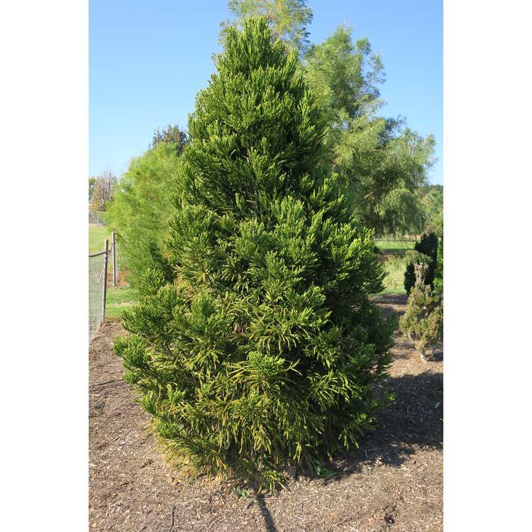 Cryptomeria Japonica 'rein's Dense Jade' - View 13 from www redcrocus com