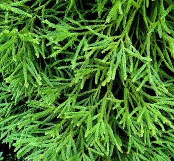 Cryptomeria Japonica 'rein's Dense Jade' - View 14 from www redcrocus com