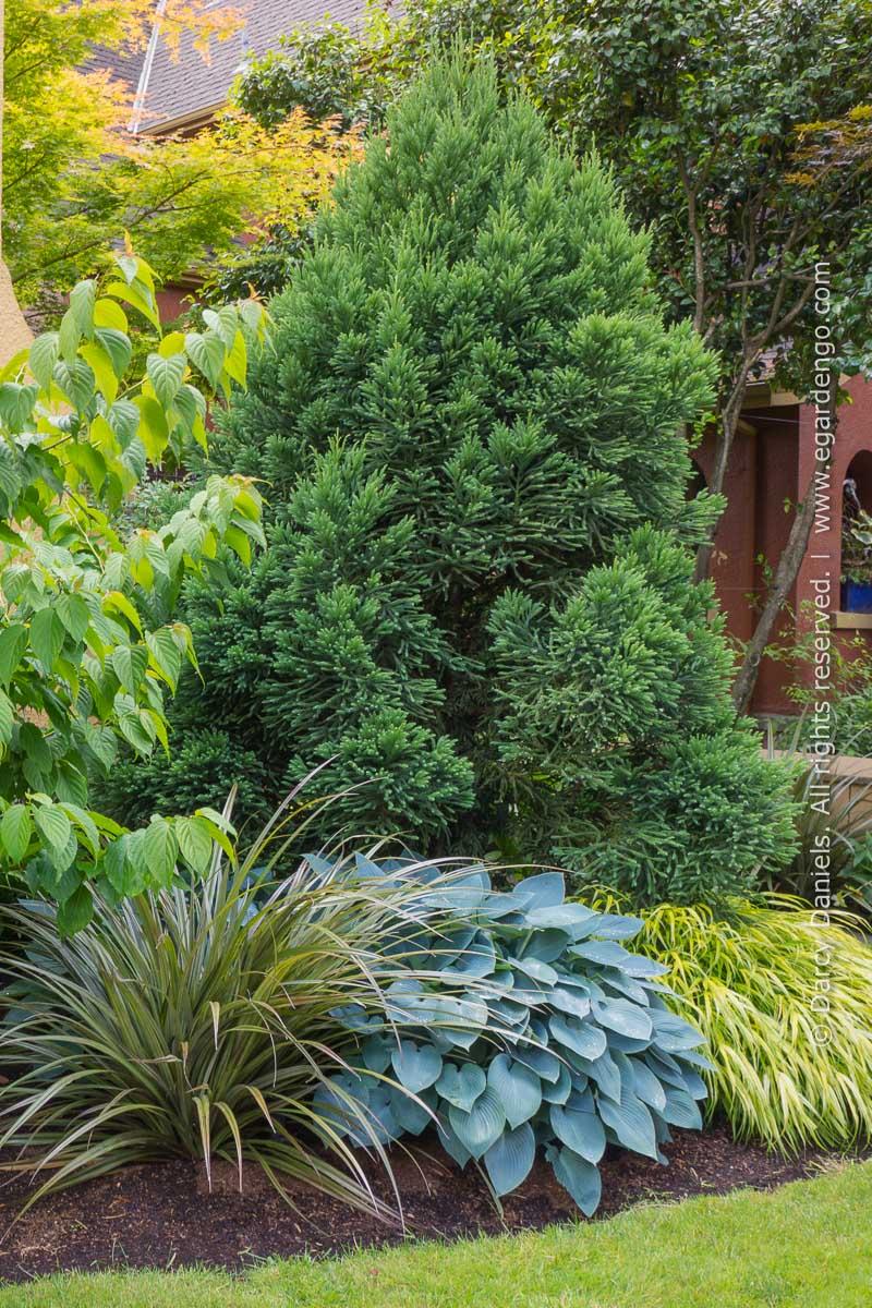 Cryptomeria Japonica 'rein's Dense Jade' - View 15 from www redcrocus com