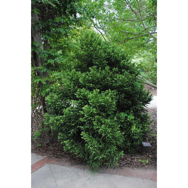 Cryptomeria Japonica 'rein's Dense Jade' - View 17 from www redcrocus com