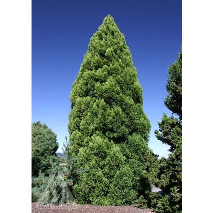 Cryptomeria Japonica 'rein's Dense Jade' - View 18 from www redcrocus com