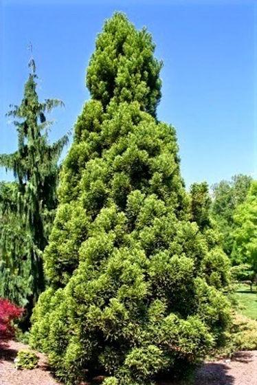 Cryptomeria Japonica 'rein's Dense Jade' - View 20 from www redcrocus com