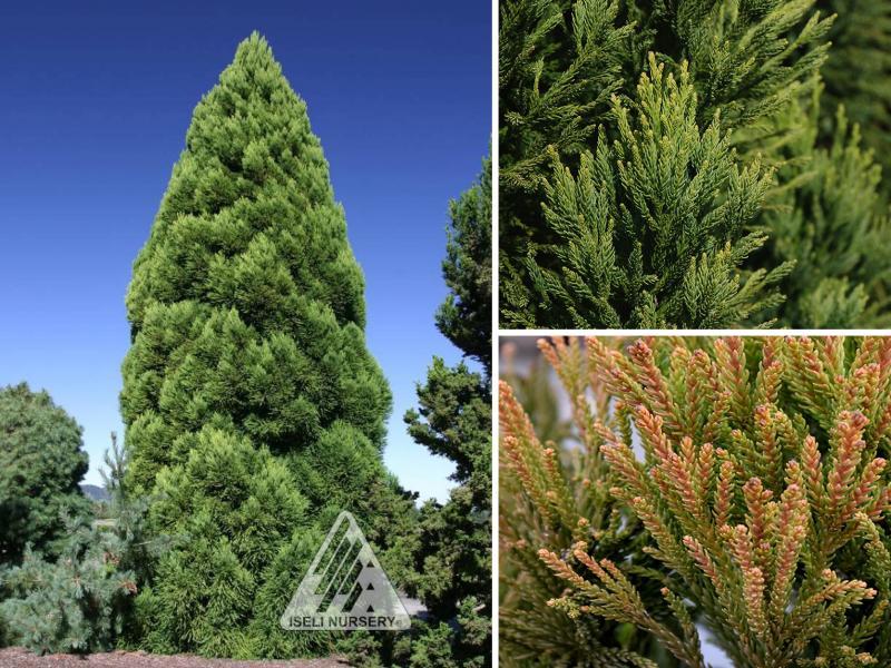 Cryptomeria Japonica 'rein's Dense Jade' - View 21 from www redcrocus com