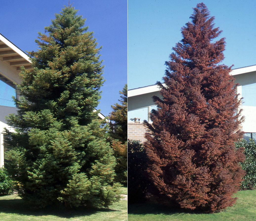 Cryptomeria Japonica 'rein's Dense Jade' - View 23 from www redcrocus com