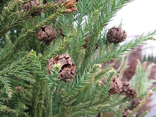 Cryptomeria Japonica 'rein's Dense Jade' - View 25 from www redcrocus com