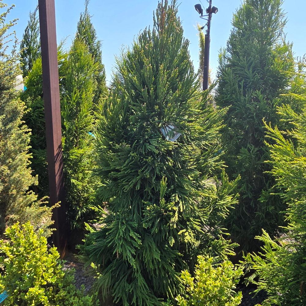Cryptomeria Japonica 'rein's Dense Jade' - View 26 from www redcrocus com
