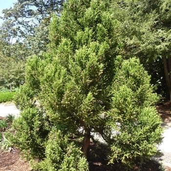 Cryptomeria Japonica 'rein's Dense Jade' - View 27 from www redcrocus com