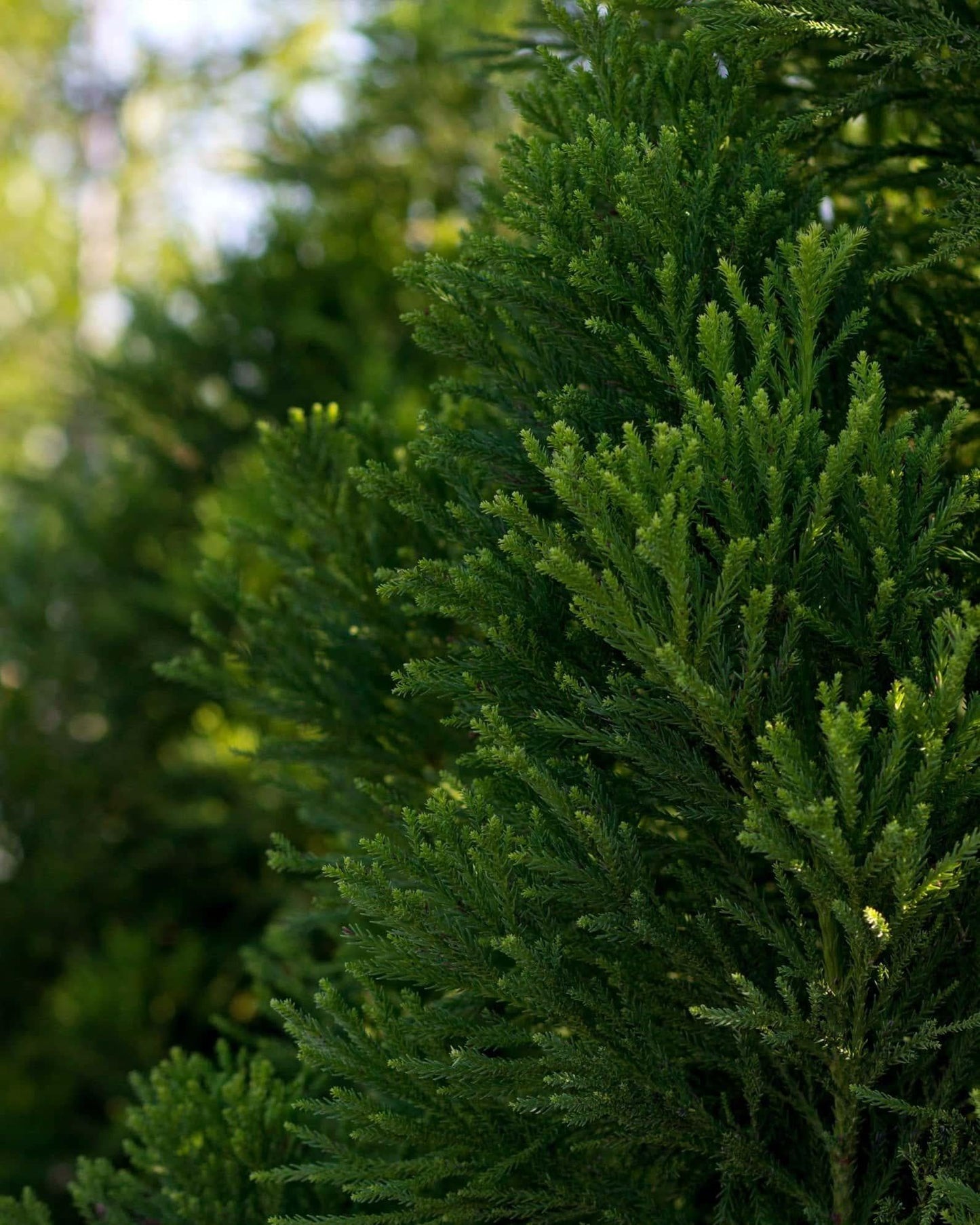 Cryptomeria Japonica 'rein's Dense Jade' - View 28 from www redcrocus com