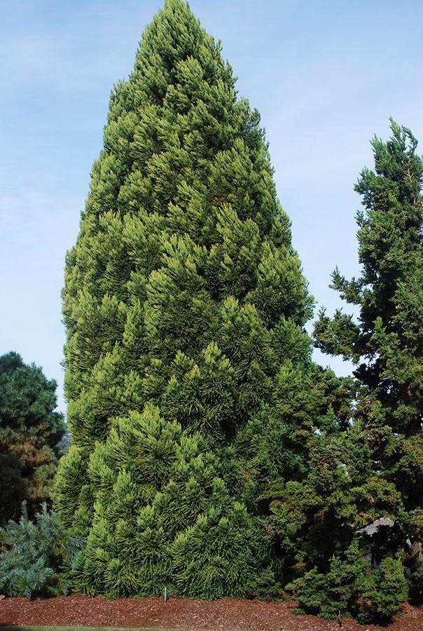 Cryptomeria Japonica 'rein's Dense Jade' - View 2 from www redcrocus com