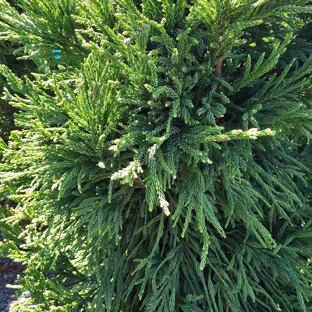Cryptomeria Japonica 'rein's Dense Jade' - View 31 from www redcrocus com