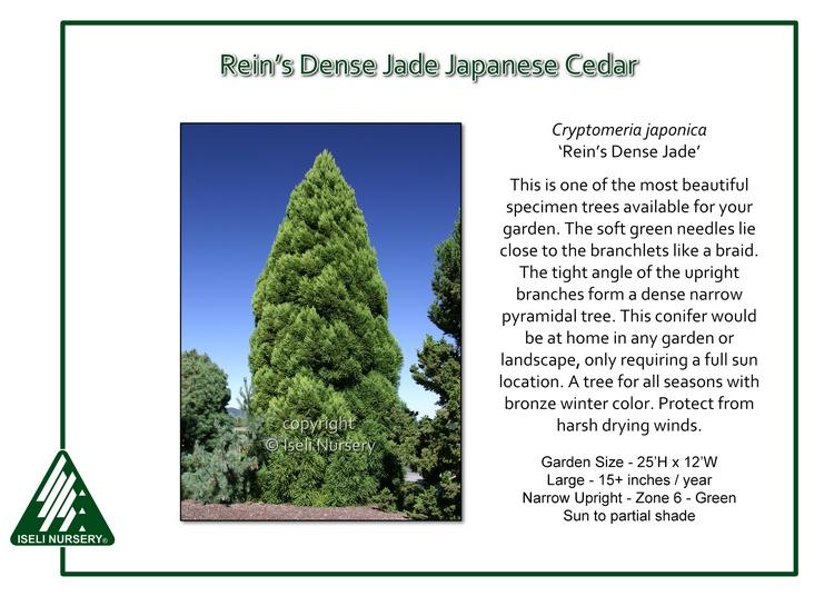 Cryptomeria Japonica 'rein's Dense Jade' - View 3 from www redcrocus com