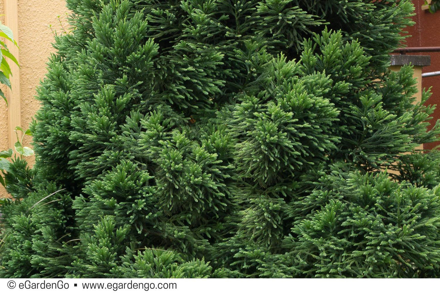 Cryptomeria Japonica 'rein's Dense Jade' - View 7 from www redcrocus com