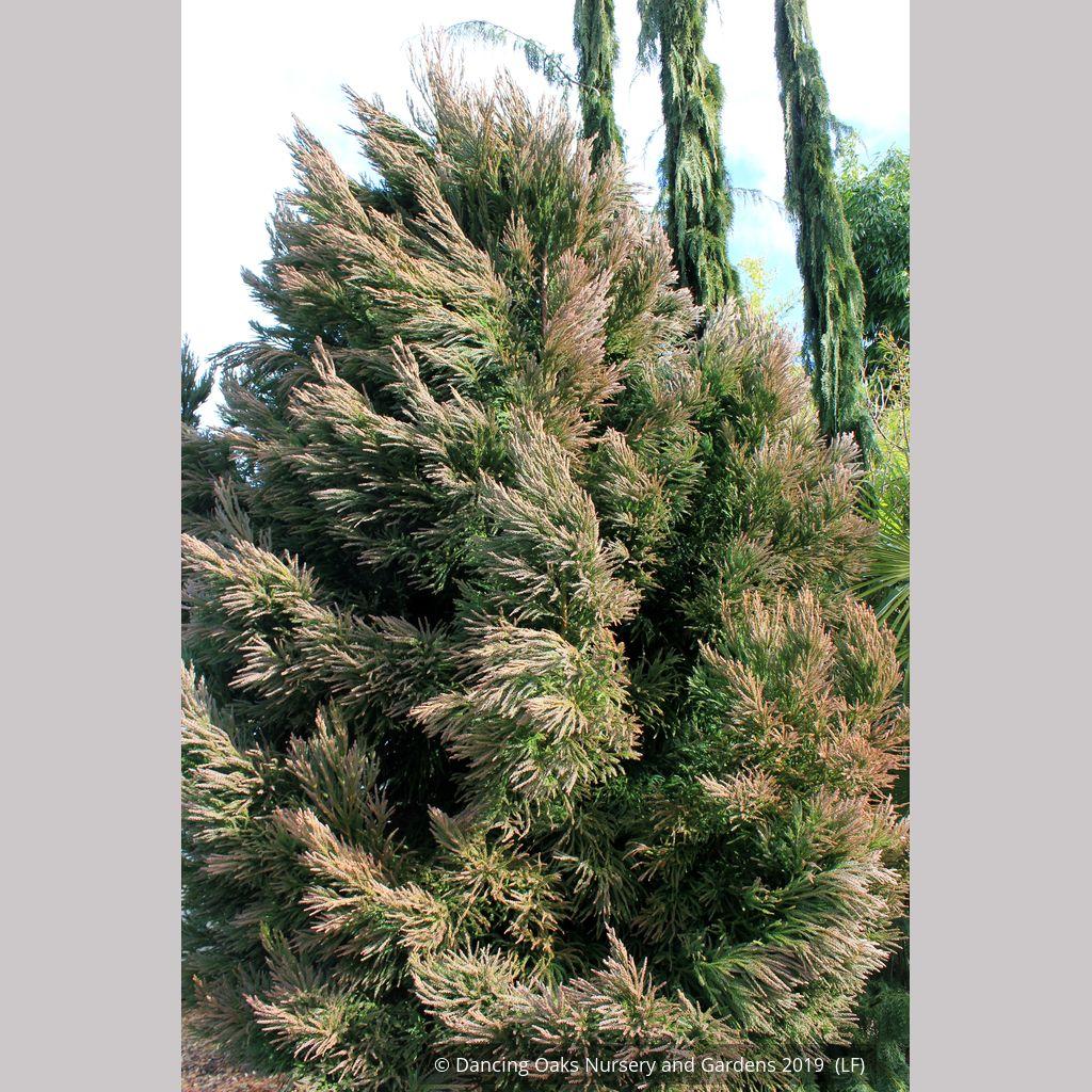 Cryptomeria Japonica 'rein's Dense Jade' - View 8 from www redcrocus com