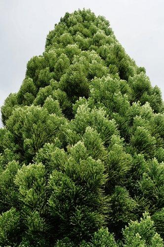 Cryptomeria Japonica 'rein's Dense Jade' - View 9 from www redcrocus com