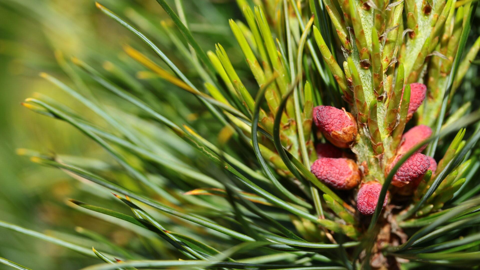 Pinus Cembra 'stricta' - View 10 from www redcrocus com