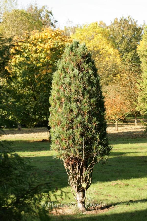 Pinus Cembra 'stricta' - View 12 from www redcrocus com