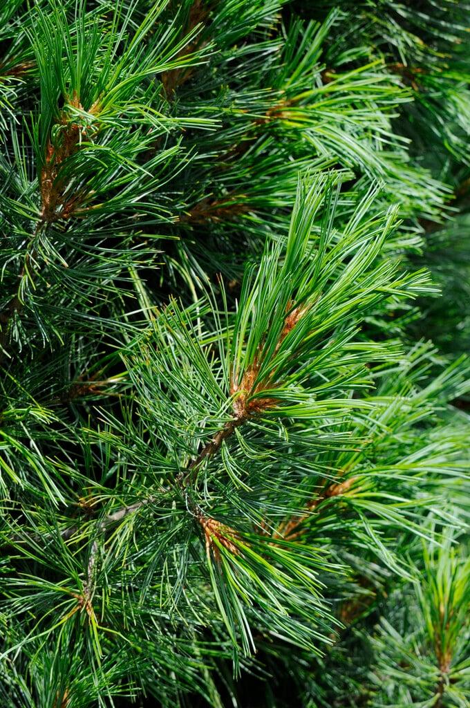 Pinus Cembra 'stricta' - View 13 from www redcrocus com