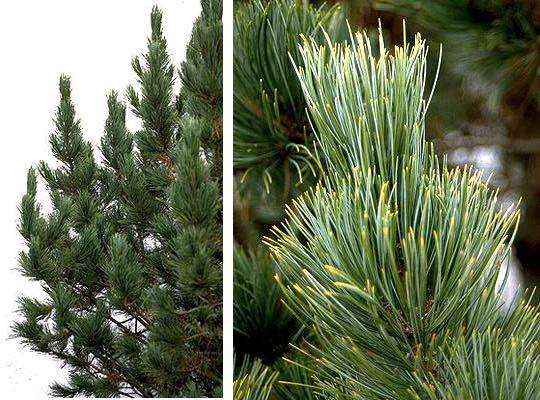 Pinus Cembra 'stricta' - View 14 from www redcrocus com