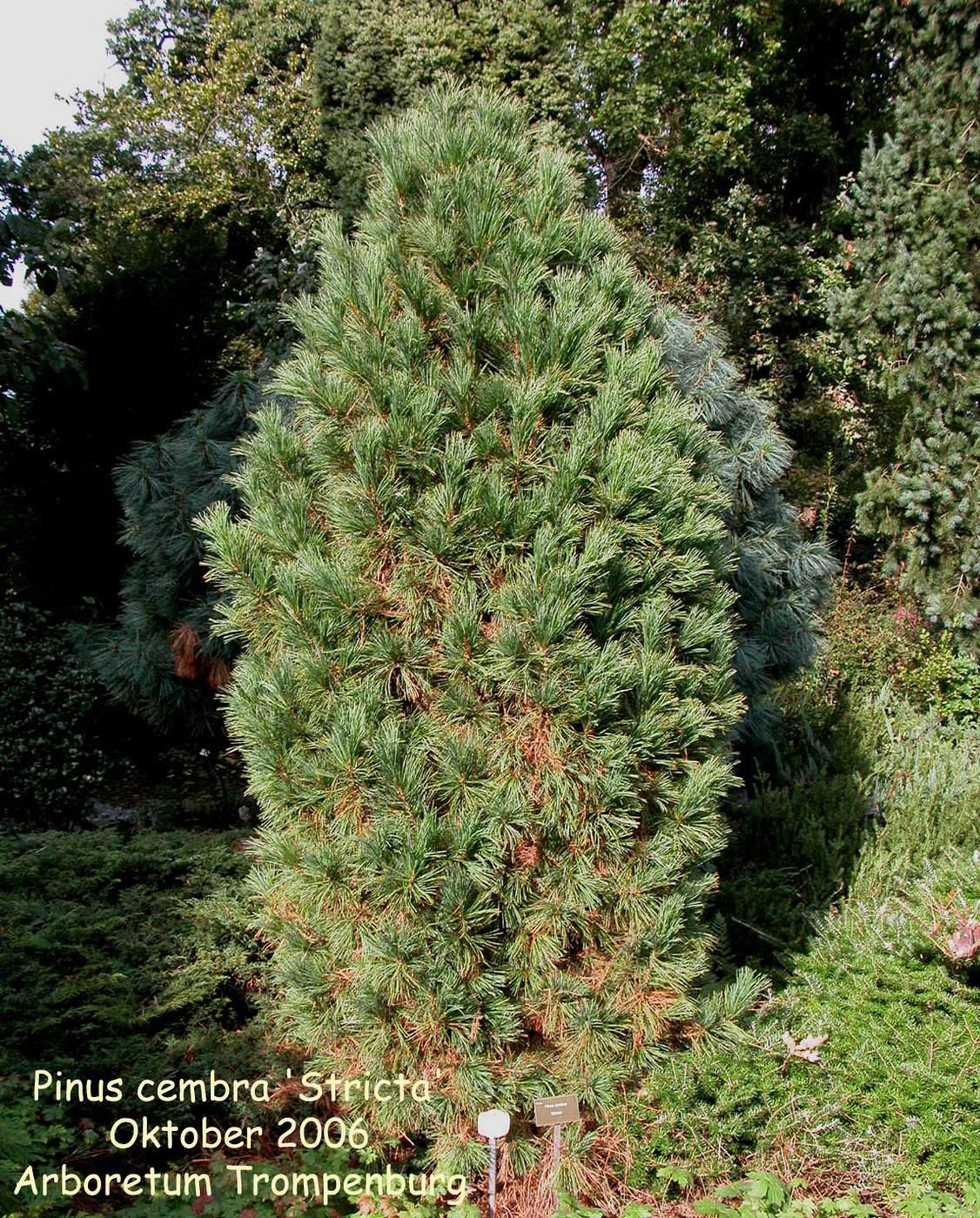 Pinus Cembra 'stricta' - View 15 from www redcrocus com