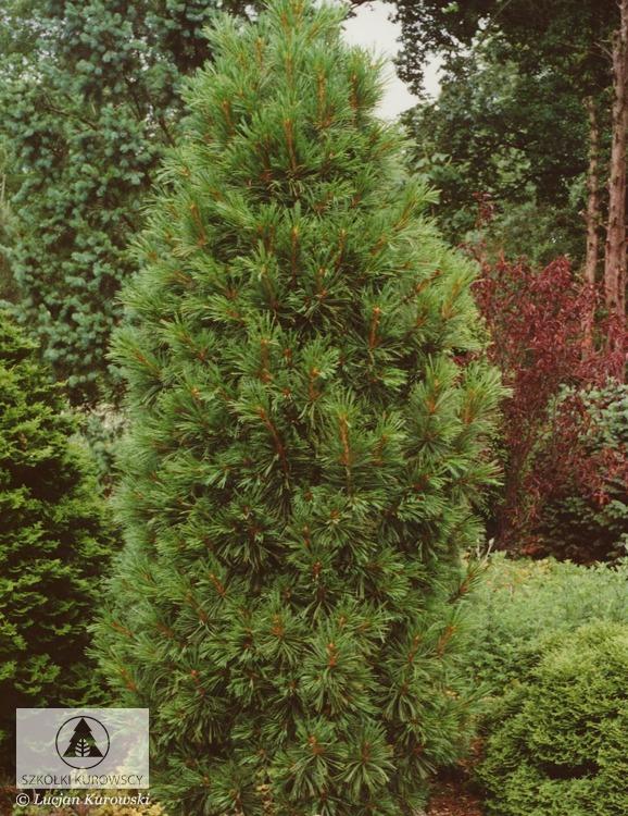 Pinus Cembra 'stricta' - View 17 from www redcrocus com