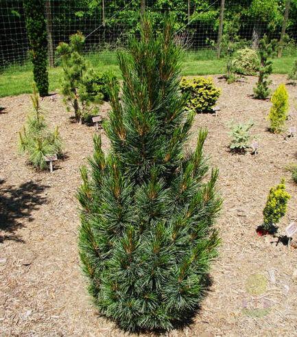 Pinus Cembra 'stricta' - View 18 from www redcrocus com
