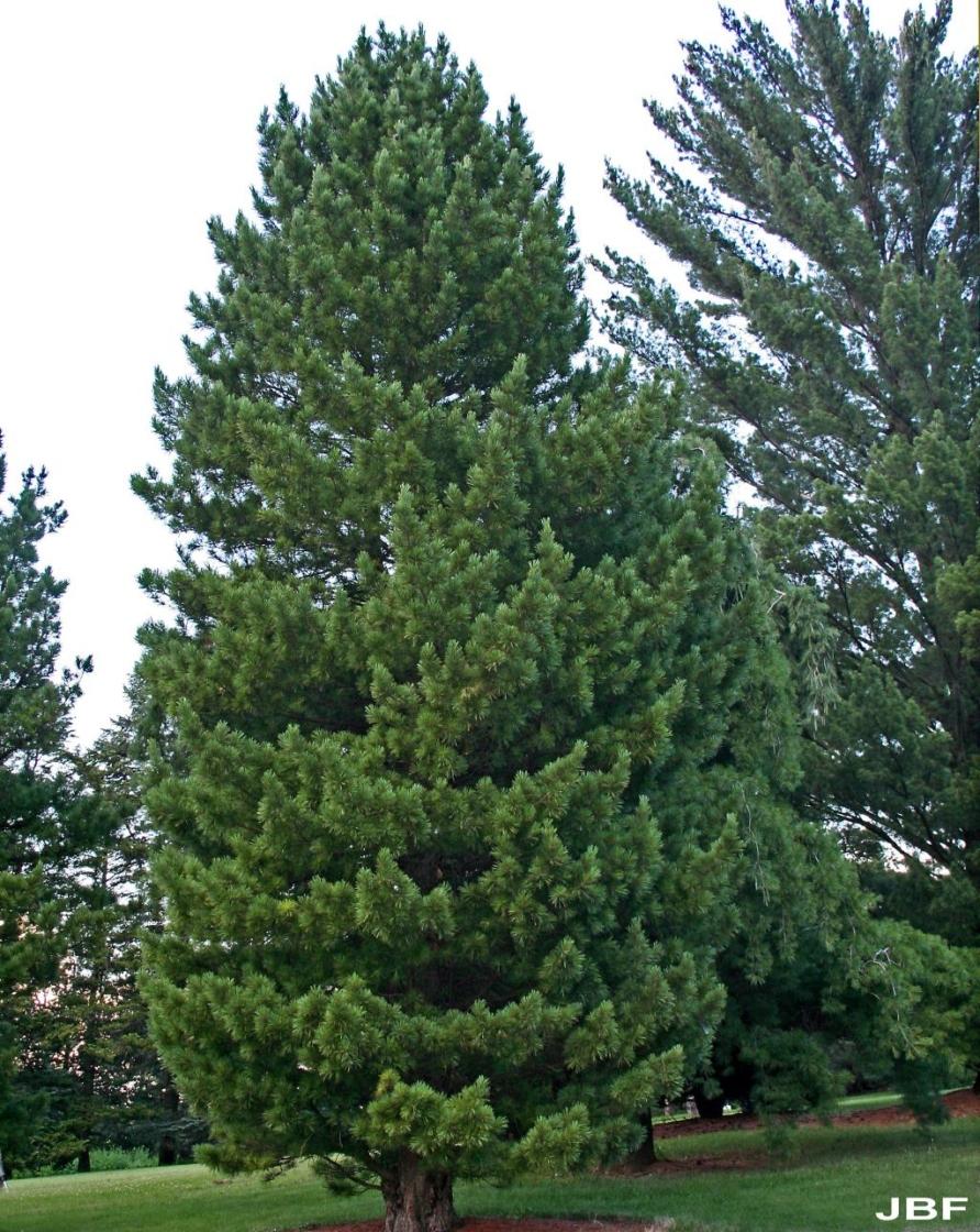 Pinus Cembra 'stricta' - View 19 from www redcrocus com