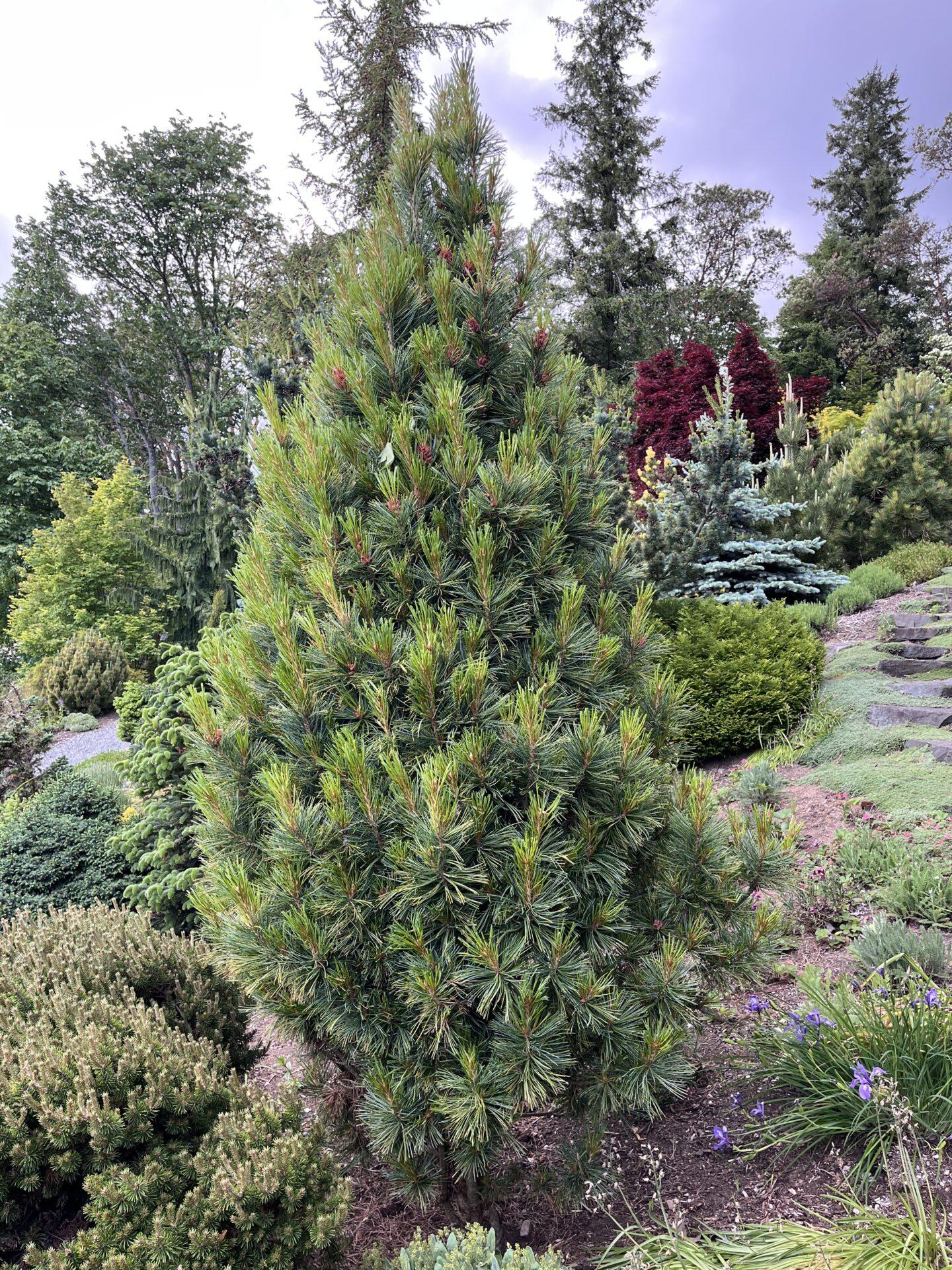 Pinus Cembra 'stricta' - View 1 from www redcrocus com