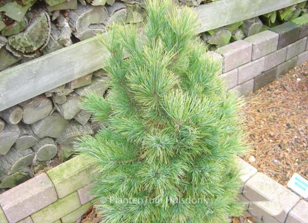 Pinus Cembra 'stricta' - View 20 from www redcrocus com