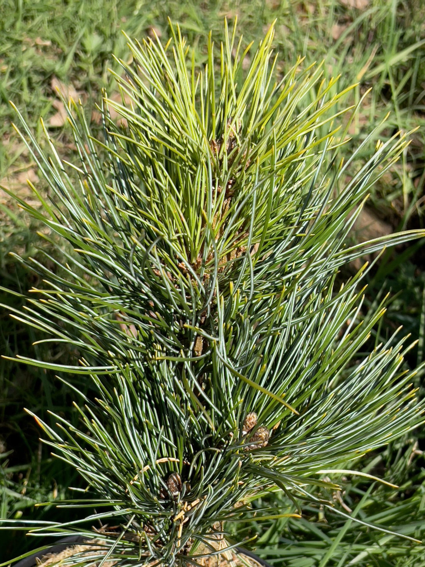 Pinus Cembra 'stricta' - View 21 from www redcrocus com