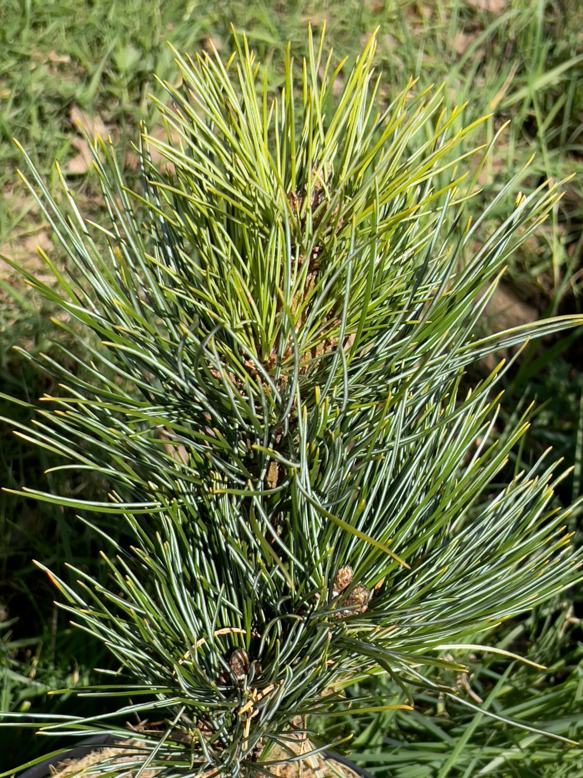 Pinus Cembra 'stricta' - View 21 from www redcrocus com
