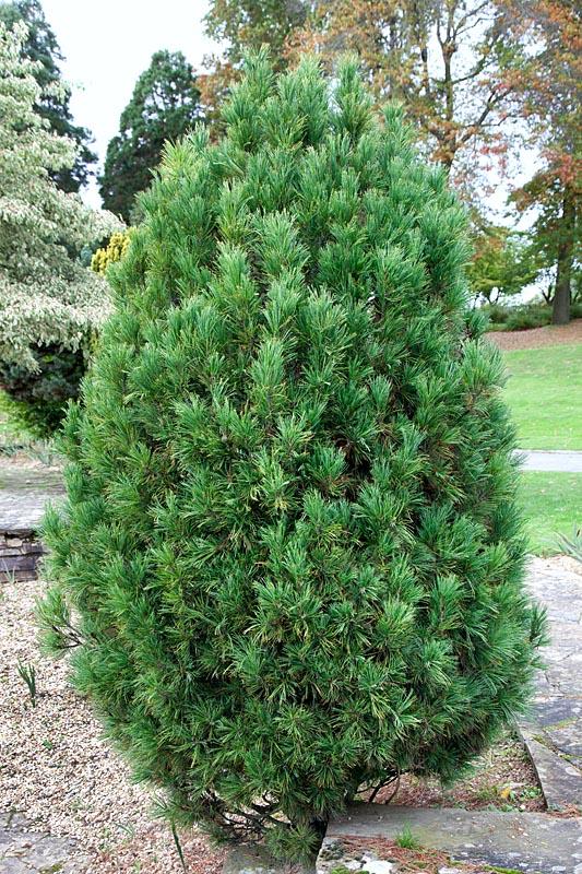 Pinus Cembra 'stricta' - View 23 from www redcrocus com