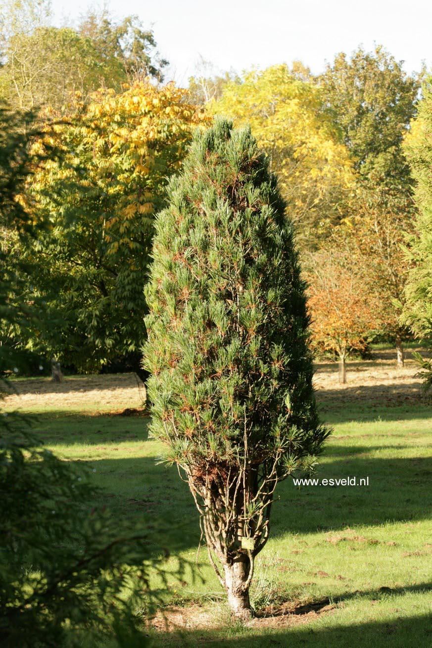 Pinus Cembra 'stricta' - View 24 from www redcrocus com
